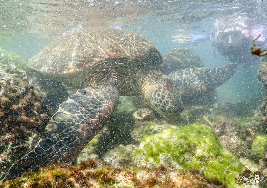 小琉球 好玩 玩水 SUP 獨木舟 預約 拍照 專人 浮淺 旅遊 度假