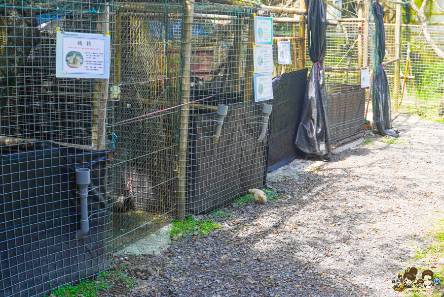 南投景點 親子 池邊食光 美食 披薩 體驗 小農夫 釣魚 釣牛蛙 餵食小動物 魚池景點 南投旅遊 