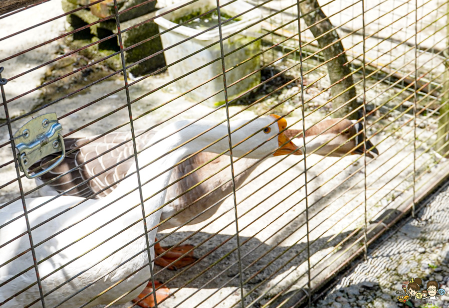 南投景點 親子 池邊食光 美食 披薩 體驗 小農夫 釣魚 釣牛蛙 餵食小動物 魚池景點 南投旅遊 