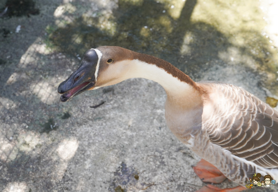 南投景點 親子 池邊食光 美食 披薩 體驗 小農夫 釣魚 釣牛蛙 餵食小動物 魚池景點 南投旅遊 