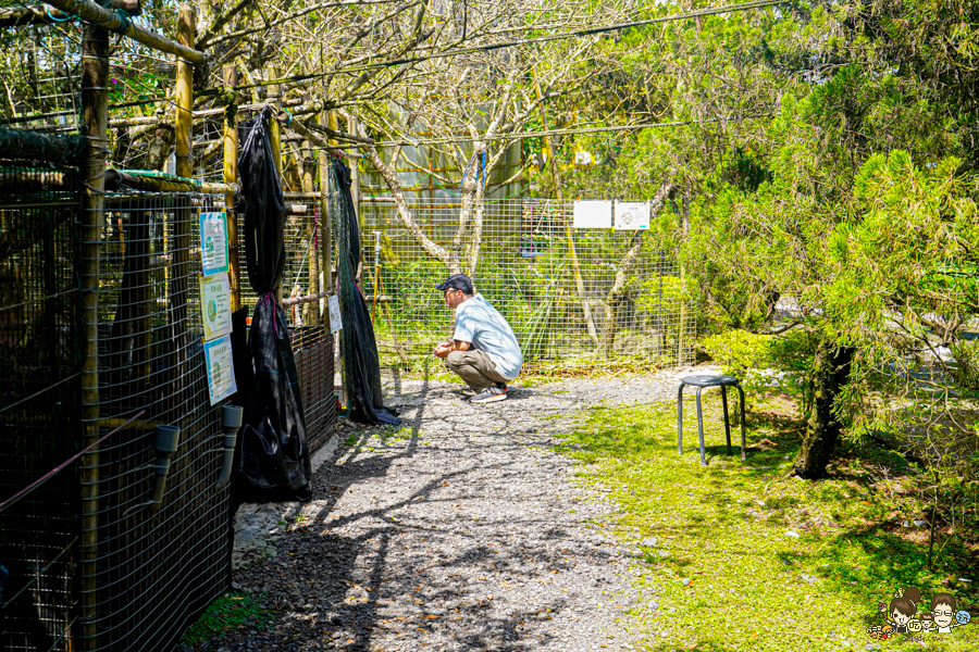 南投景點 親子 池邊食光 美食 披薩 體驗 小農夫 釣魚 釣牛蛙 餵食小動物 魚池景點 南投旅遊 