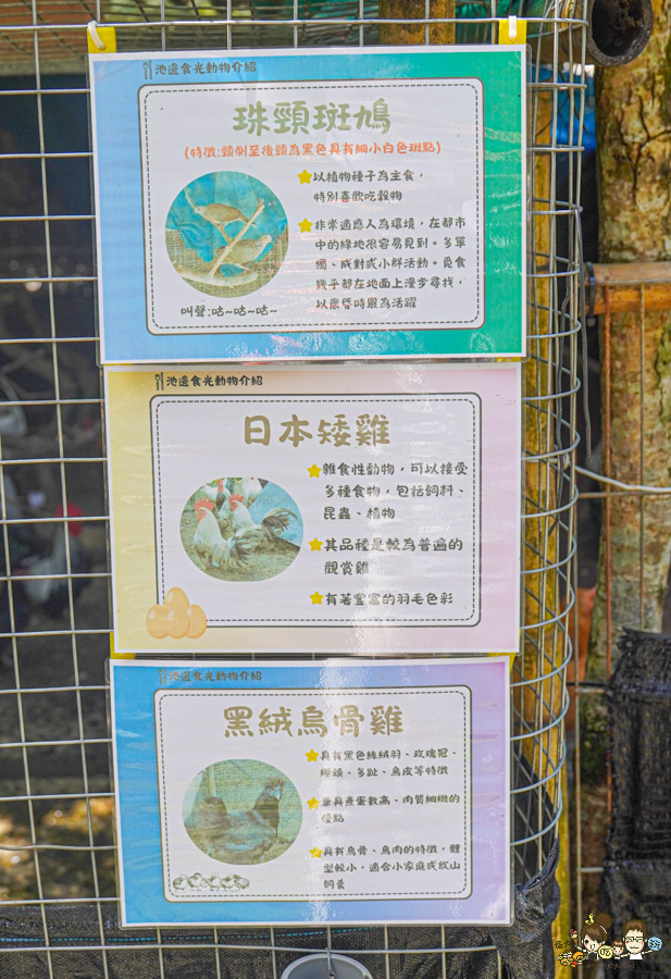 南投景點 親子 池邊食光 美食 披薩 體驗 小農夫 釣魚 釣牛蛙 餵食小動物 魚池景點 南投旅遊 