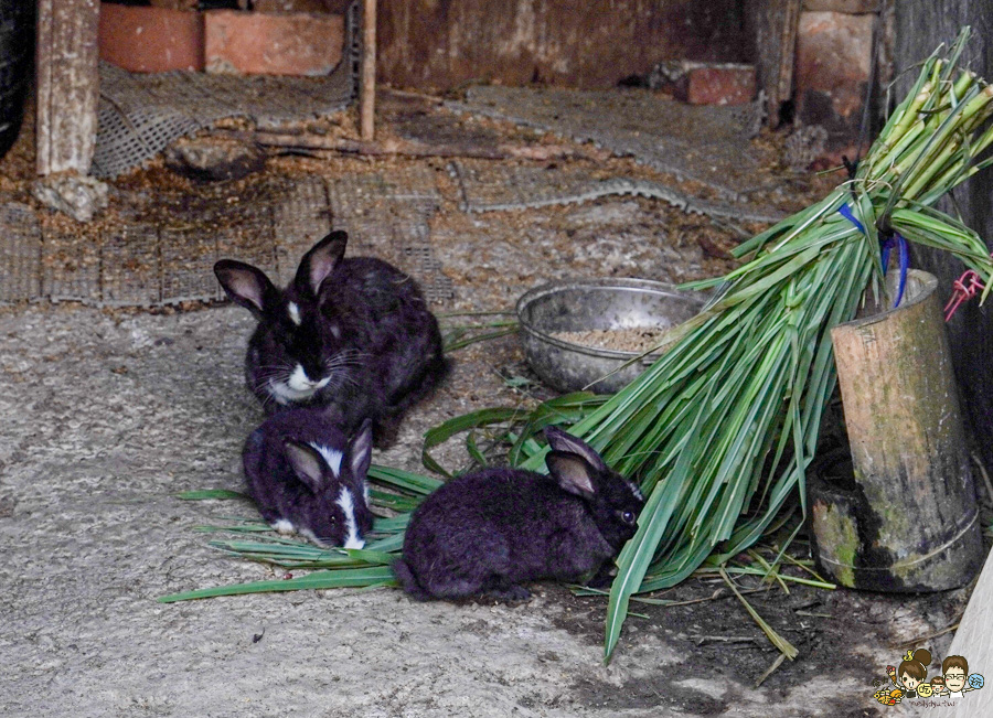 南投景點 親子 池邊食光 美食 披薩 體驗 小農夫 釣魚 釣牛蛙 餵食小動物 魚池景點 南投旅遊 