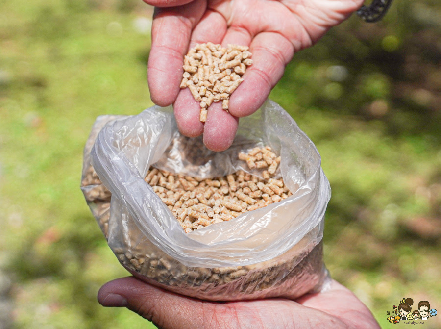 南投景點 親子 池邊食光 美食 披薩 體驗 小農夫 釣魚 釣牛蛙 餵食小動物 魚池景點 南投旅遊 