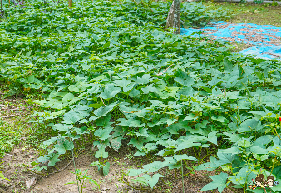 南投景點 親子 池邊食光 美食 披薩 體驗 小農夫 釣魚 釣牛蛙 餵食小動物 魚池景點 南投旅遊 