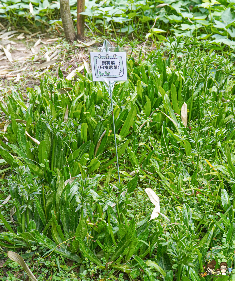 南投景點 親子 池邊食光 美食 披薩 體驗 小農夫 釣魚 釣牛蛙 餵食小動物 魚池景點 南投旅遊 