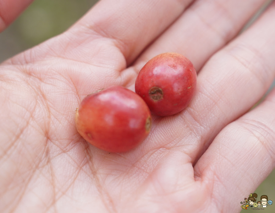 南投景點 親子 池邊食光 美食 披薩 體驗 小農夫 釣魚 釣牛蛙 餵食小動物 魚池景點 南投旅遊 