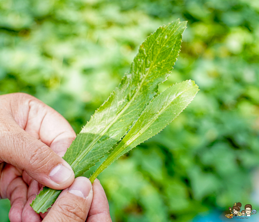 南投景點 親子 池邊食光 美食 披薩 體驗 小農夫 釣魚 釣牛蛙 餵食小動物 魚池景點 南投旅遊 