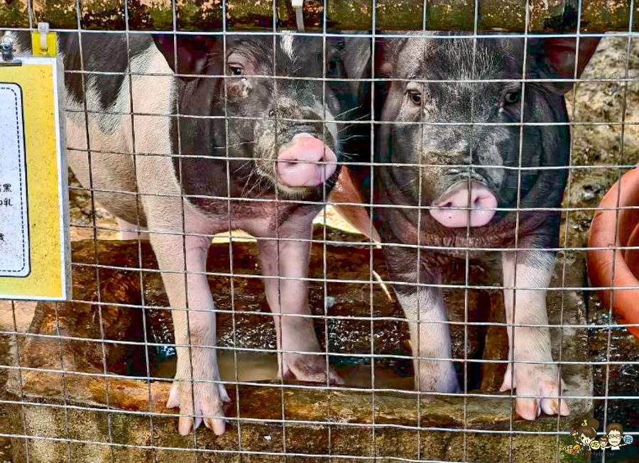 南投景點 親子 池邊食光 美食 披薩 體驗 小農夫 釣魚 釣牛蛙 餵食小動物 魚池景點 南投旅遊 
