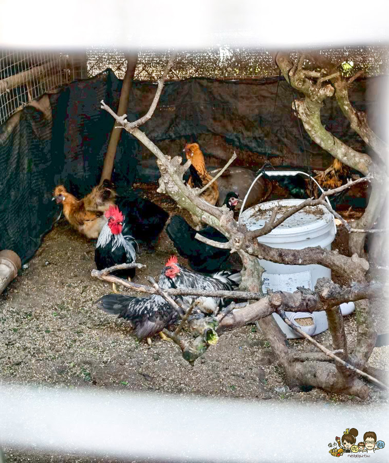 南投景點 親子 池邊食光 美食 披薩 體驗 小農夫 釣魚 釣牛蛙 餵食小動物 魚池景點 南投旅遊 