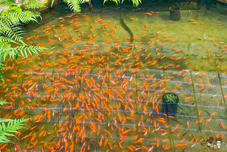 南投景點 親子 池邊食光 美食 披薩 體驗 小農夫 釣魚 釣牛蛙 餵食小動物 魚池景點 南投旅遊 