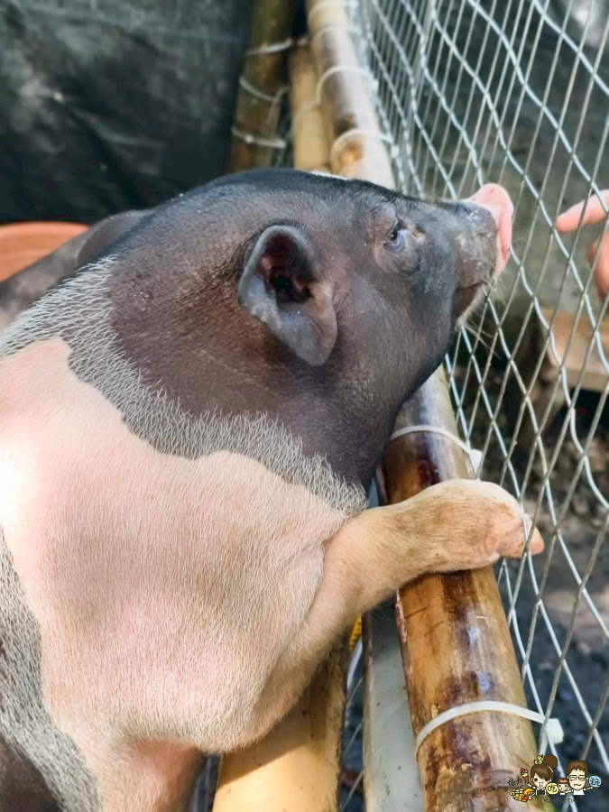 南投景點 親子 池邊食光 美食 披薩 體驗 小農夫 釣魚 釣牛蛙 餵食小動物 魚池景點 南投旅遊 