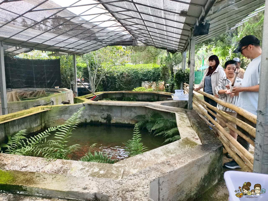 南投景點 親子 池邊食光 美食 披薩 體驗 小農夫 釣魚 釣牛蛙 餵食小動物 魚池景點 南投旅遊 