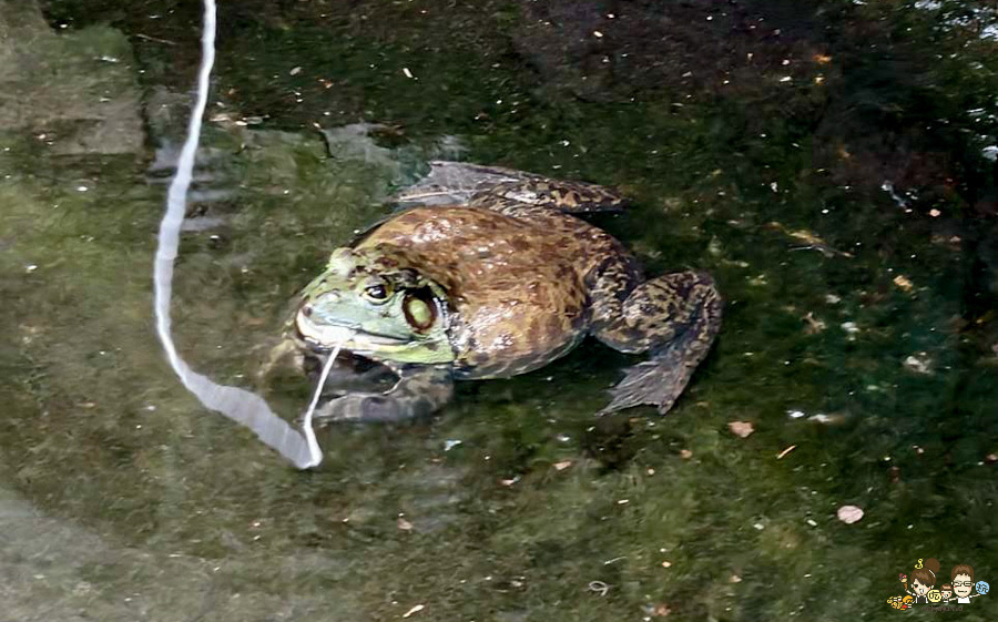 南投景點 親子 池邊食光 美食 披薩 體驗 小農夫 釣魚 釣牛蛙 餵食小動物 魚池景點 南投旅遊 