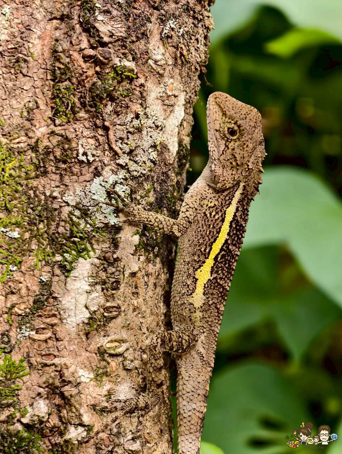 南投景點 親子 池邊食光 美食 披薩 體驗 小農夫 釣魚 釣牛蛙 餵食小動物 魚池景點 南投旅遊 