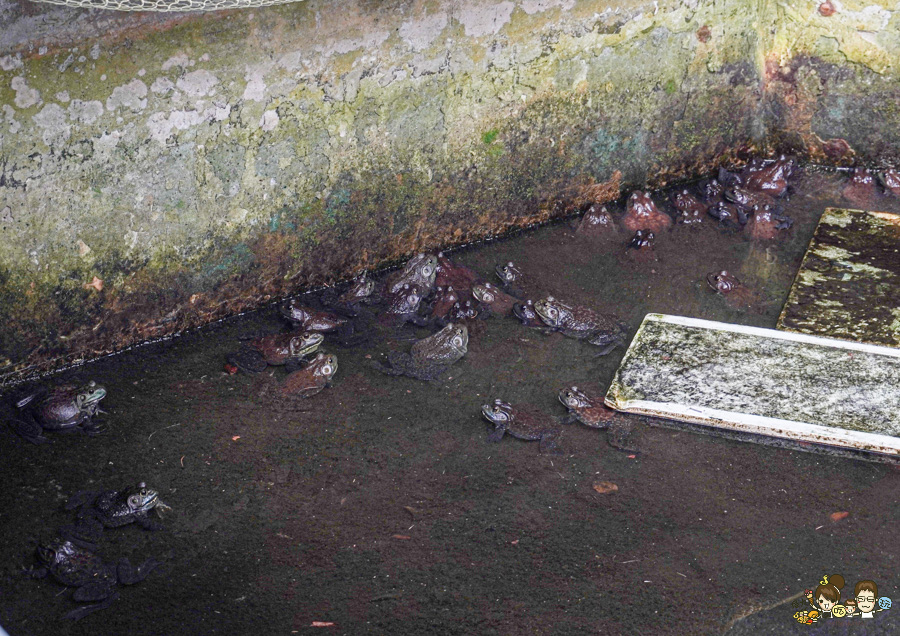 南投景點 親子 池邊食光 美食 披薩 體驗 小農夫 釣魚 釣牛蛙 餵食小動物 魚池景點 南投旅遊 