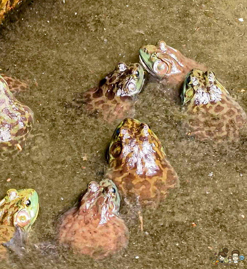 南投景點 親子 池邊食光 美食 披薩 體驗 小農夫 釣魚 釣牛蛙 餵食小動物 魚池景點 南投旅遊 