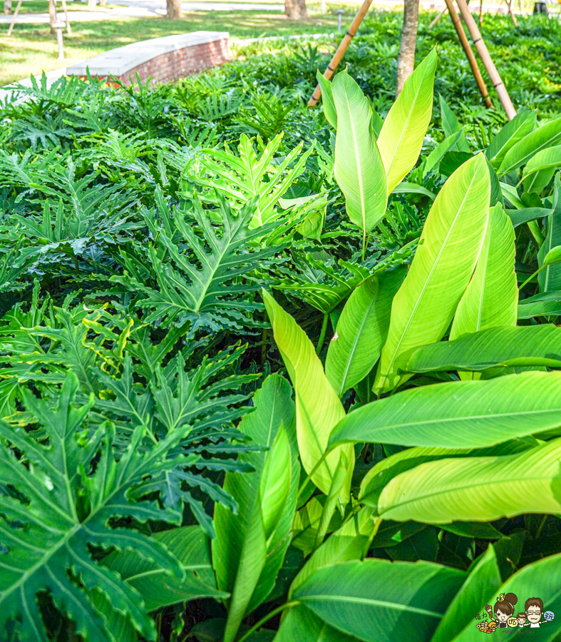 高雄公園 盤花公園 客家 客家文化館 旅遊 景點 愛河之心 濕地 公園 親子 家庭 散步 