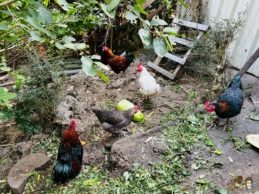 田寮秘境 礦區土雞城 礦區陳甚土雞城 土雞 高雄 好吃 推薦必吃 