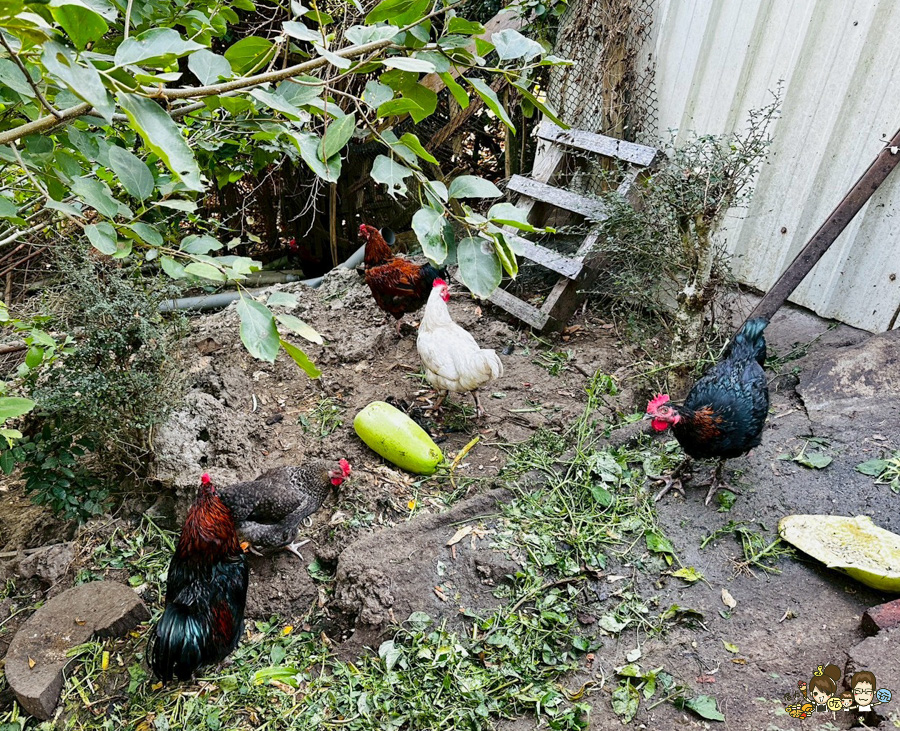 田寮秘境 礦區土雞城 礦區陳甚土雞城 土雞 高雄 好吃 推薦必吃 