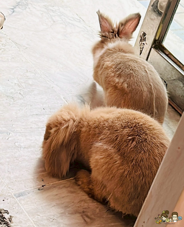 文文海南雞飯 爽口 好吃 推薦 苓雅美食