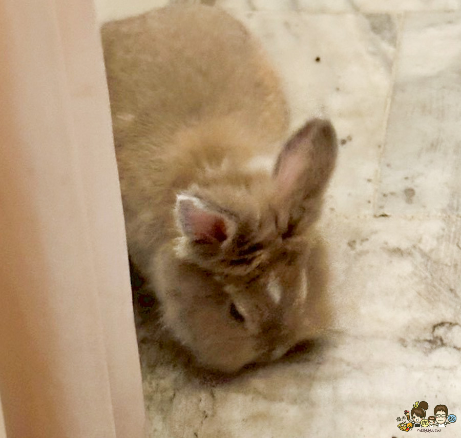 文文海南雞飯 爽口 好吃 推薦 苓雅美食