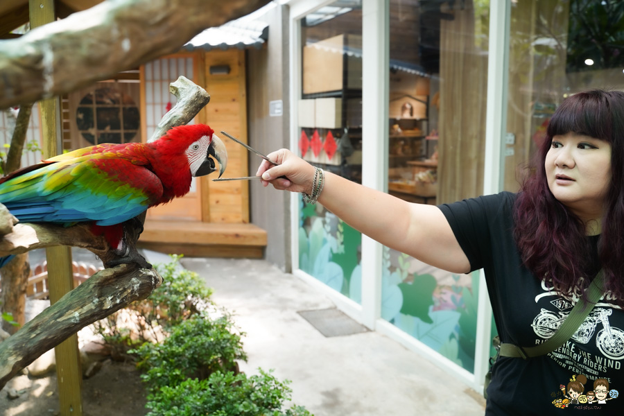 天使 惡魔寵物互動園區 中央公園 高雄親子景點 天使與惡魔寵物互動園區 高雄旅遊 親子旅遊 動物互動 網美打卡 高雄好去處 療癒系景點 親子體驗