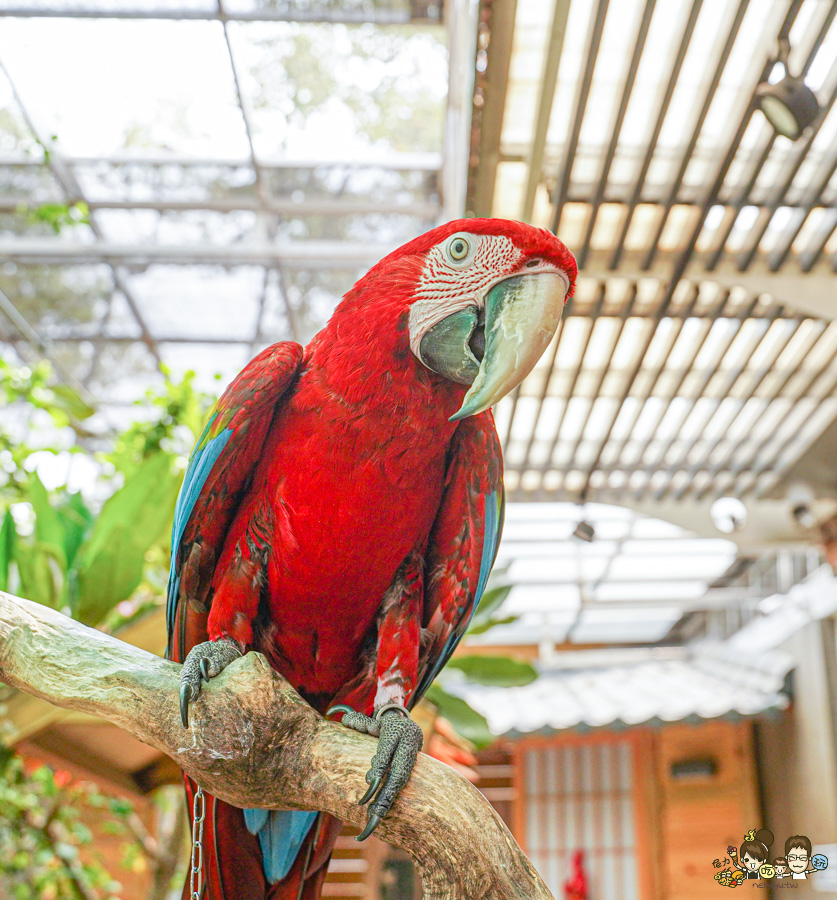 天使 惡魔寵物互動園區 中央公園 高雄親子景點 天使與惡魔寵物互動園區 高雄旅遊 親子旅遊 動物互動 網美打卡 高雄好去處 療癒系景點 親子體驗
