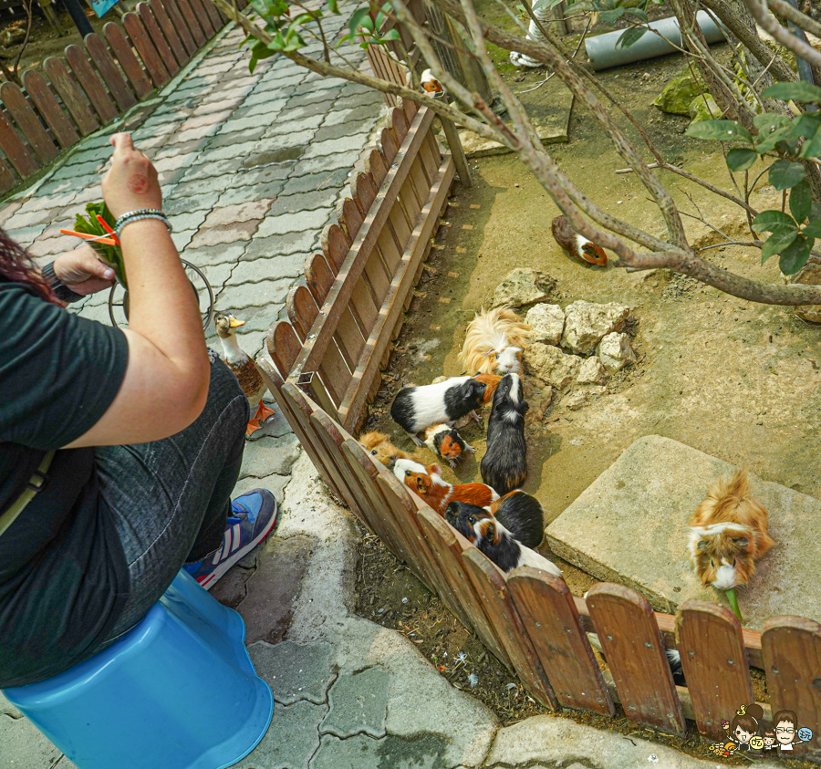 天使 惡魔寵物互動園區 中央公園 高雄親子景點 天使與惡魔寵物互動園區 高雄旅遊 親子旅遊 動物互動 網美打卡 高雄好去處 療癒系景點 親子體驗