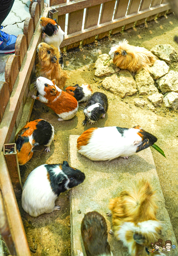天使 惡魔寵物互動園區 中央公園 高雄親子景點 天使與惡魔寵物互動園區 高雄旅遊 親子旅遊 動物互動 網美打卡 高雄好去處 療癒系景點 親子體驗