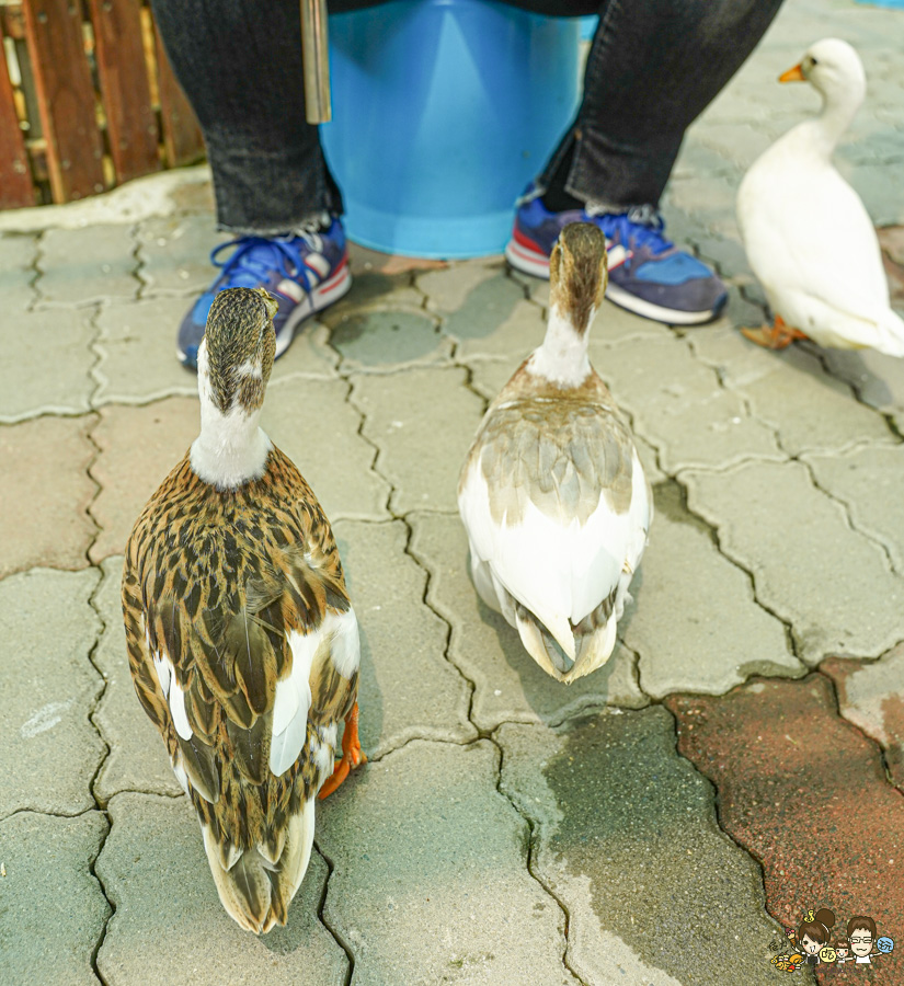 天使 惡魔寵物互動園區 中央公園 高雄親子景點 天使與惡魔寵物互動園區 高雄旅遊 親子旅遊 動物互動 網美打卡 高雄好去處 療癒系景點 親子體驗