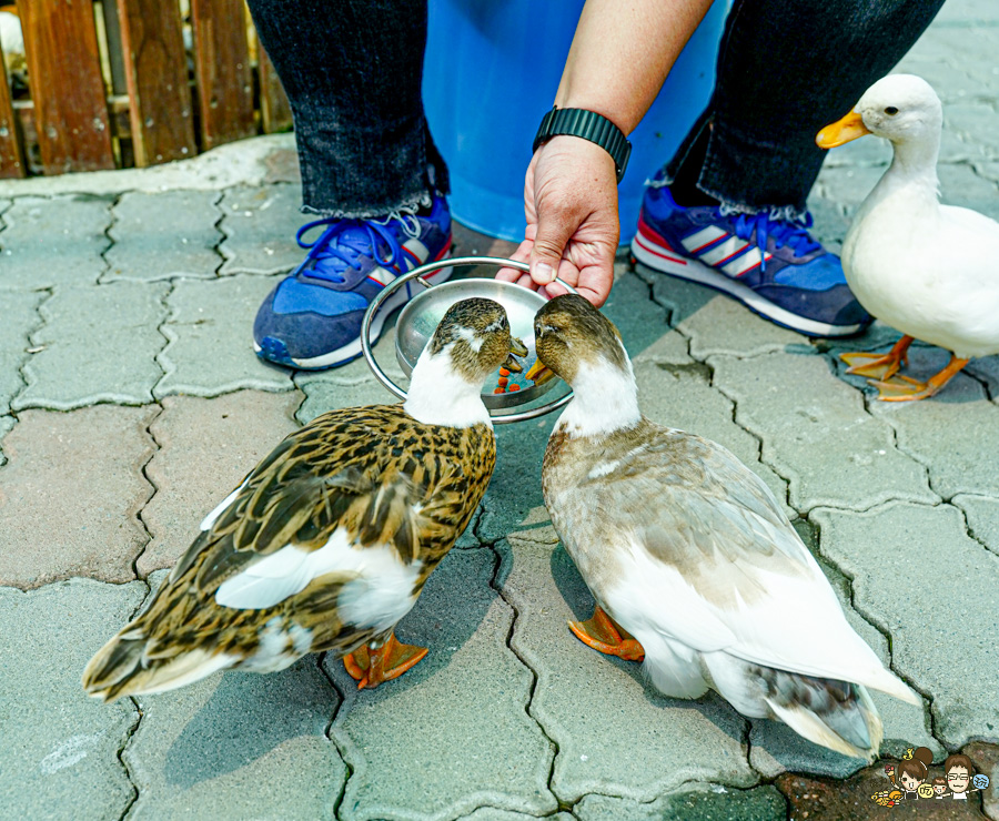 天使 惡魔寵物互動園區 中央公園 高雄親子景點 天使與惡魔寵物互動園區 高雄旅遊 親子旅遊 動物互動 網美打卡 高雄好去處 療癒系景點 親子體驗
