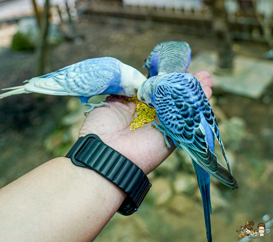 天使 惡魔寵物互動園區 中央公園 高雄親子景點 天使與惡魔寵物互動園區 高雄旅遊 親子旅遊 動物互動 網美打卡 高雄好去處 療癒系景點 親子體驗