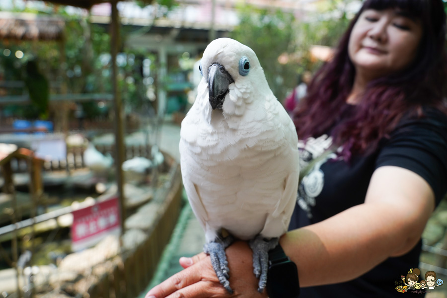 天使 惡魔寵物互動園區 中央公園 高雄親子景點 天使與惡魔寵物互動園區 高雄旅遊 親子旅遊 動物互動 網美打卡 高雄好去處 療癒系景點 親子體驗