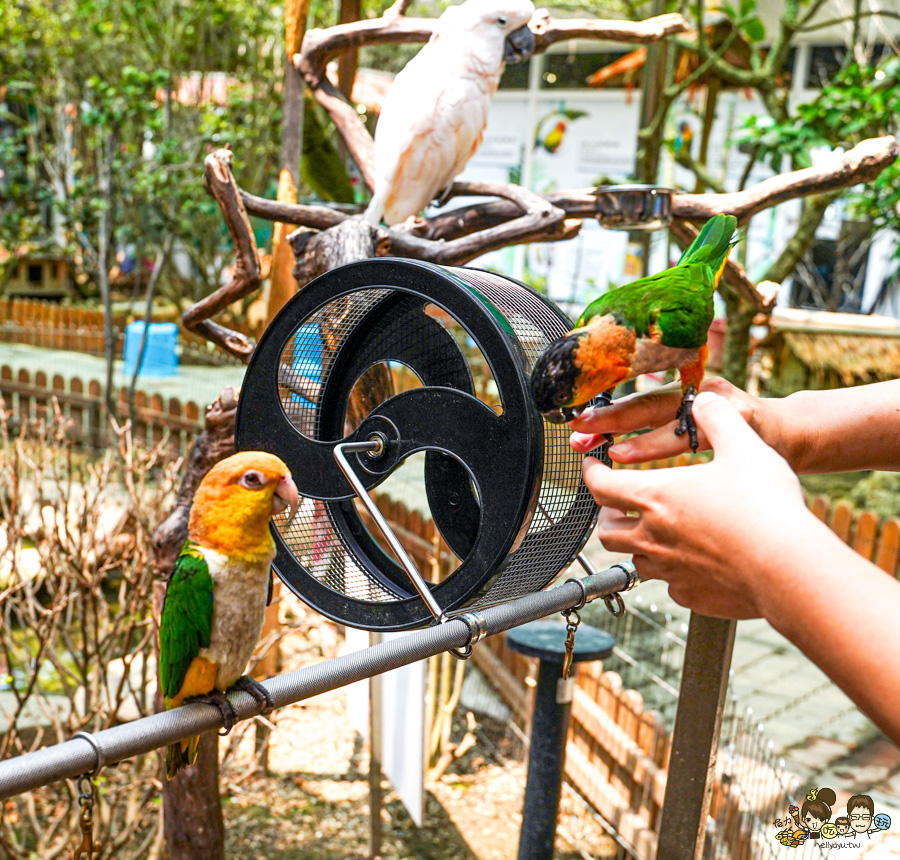 天使 惡魔寵物互動園區 中央公園 高雄親子景點 天使與惡魔寵物互動園區 高雄旅遊 親子旅遊 動物互動 網美打卡 高雄好去處 療癒系景點 親子體驗