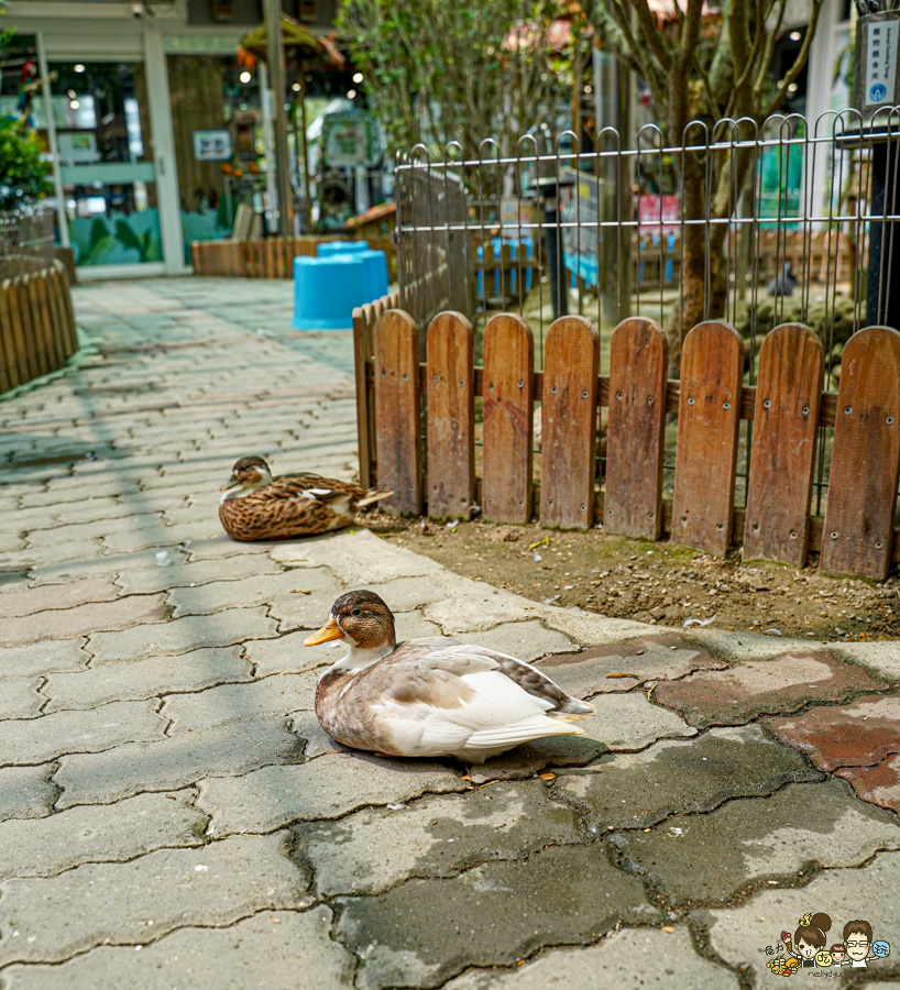 天使 惡魔寵物互動園區 中央公園 高雄親子景點 天使與惡魔寵物互動園區 高雄旅遊 親子旅遊 動物互動 網美打卡 高雄好去處 療癒系景點 親子體驗