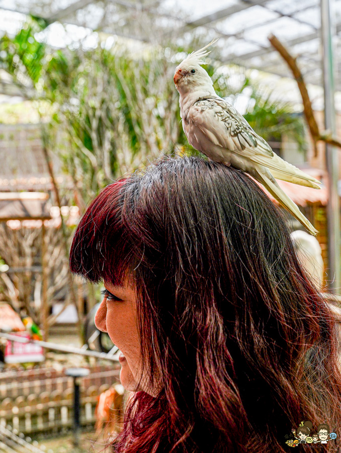 天使 惡魔寵物互動園區 中央公園 高雄親子景點 天使與惡魔寵物互動園區 高雄旅遊 親子旅遊 動物互動 網美打卡 高雄好去處 療癒系景點 親子體驗