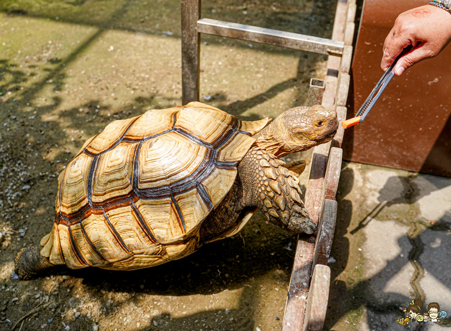 天使 惡魔寵物互動園區 中央公園 高雄親子景點 天使與惡魔寵物互動園區 高雄旅遊 親子旅遊 動物互動 網美打卡 高雄好去處 療癒系景點 親子體驗