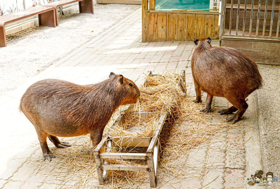 天使 惡魔寵物互動園區 中央公園 高雄親子景點 天使與惡魔寵物互動園區 高雄旅遊 親子旅遊 動物互動 網美打卡 高雄好去處 療癒系景點 親子體驗