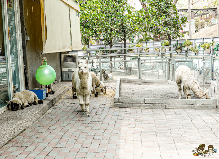 天使 惡魔寵物互動園區 中央公園 高雄親子景點 天使與惡魔寵物互動園區 高雄旅遊 親子旅遊 動物互動 網美打卡 高雄好去處 療癒系景點 親子體驗