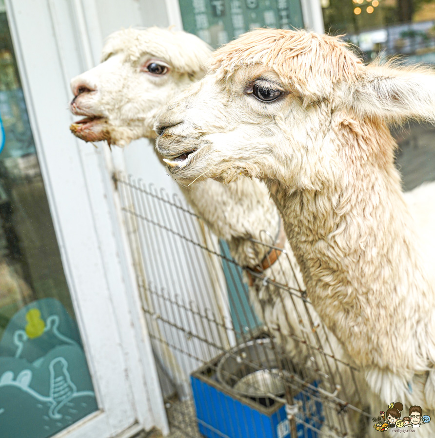 天使 惡魔寵物互動園區 中央公園 高雄親子景點 天使與惡魔寵物互動園區 高雄旅遊 親子旅遊 動物互動 網美打卡 高雄好去處 療癒系景點 親子體驗