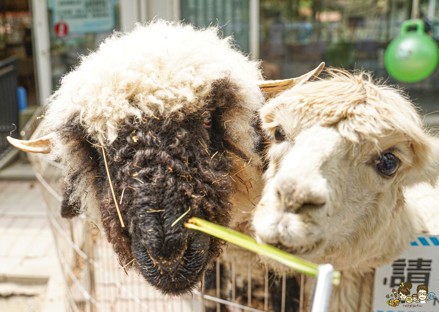 天使 惡魔寵物互動園區 中央公園 高雄親子景點 天使與惡魔寵物互動園區 高雄旅遊 親子旅遊 動物互動 網美打卡 高雄好去處 療癒系景點 親子體驗