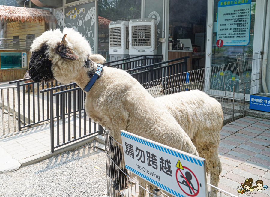 天使 惡魔寵物互動園區 中央公園 高雄親子景點 天使與惡魔寵物互動園區 高雄旅遊 親子旅遊 動物互動 網美打卡 高雄好去處 療癒系景點 親子體驗