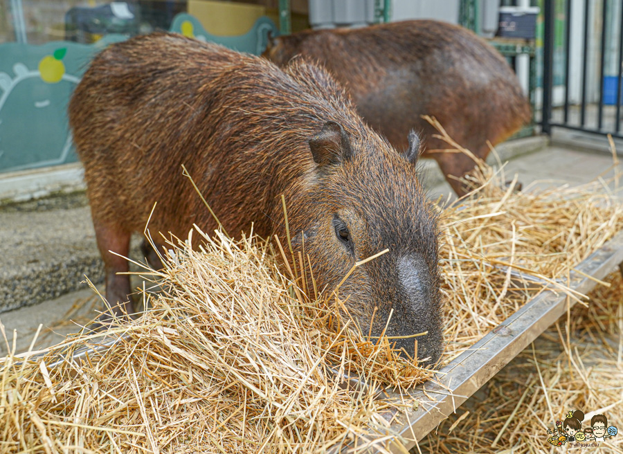 天使 惡魔寵物互動園區 中央公園 高雄親子景點 天使與惡魔寵物互動園區 高雄旅遊 親子旅遊 動物互動 網美打卡 高雄好去處 療癒系景點 親子體驗