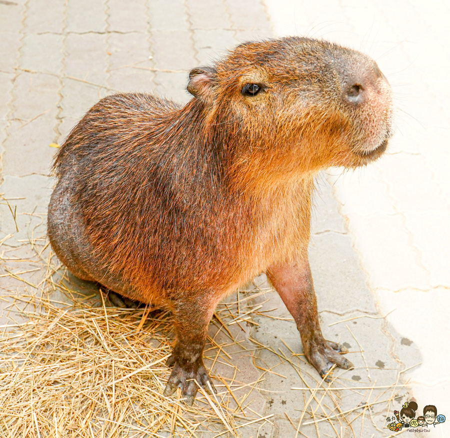 天使 惡魔寵物互動園區 中央公園 高雄親子景點 天使與惡魔寵物互動園區 高雄旅遊 親子旅遊 動物互動 網美打卡 高雄好去處 療癒系景點 親子體驗
