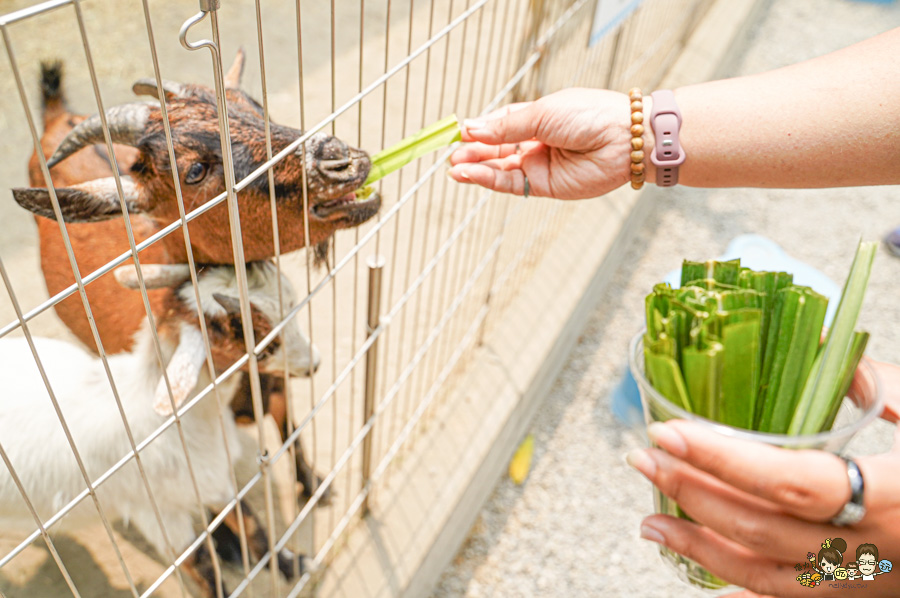 天使 惡魔寵物互動園區 中央公園 高雄親子景點 天使與惡魔寵物互動園區 高雄旅遊 親子旅遊 動物互動 網美打卡 高雄好去處 療癒系景點 親子體驗