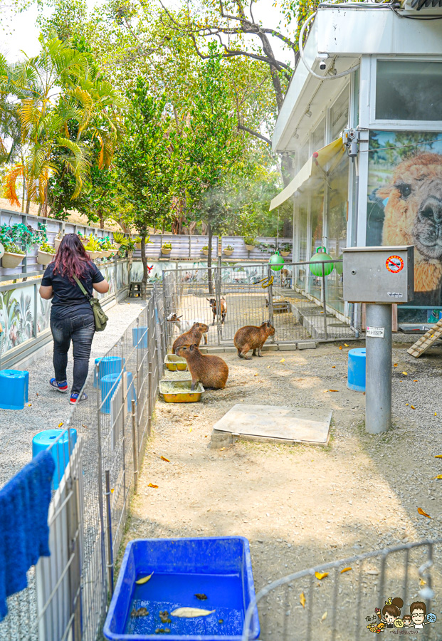 天使 惡魔寵物互動園區 中央公園 高雄親子景點 天使與惡魔寵物互動園區 高雄旅遊 親子旅遊 動物互動 網美打卡 高雄好去處 療癒系景點 親子體驗
