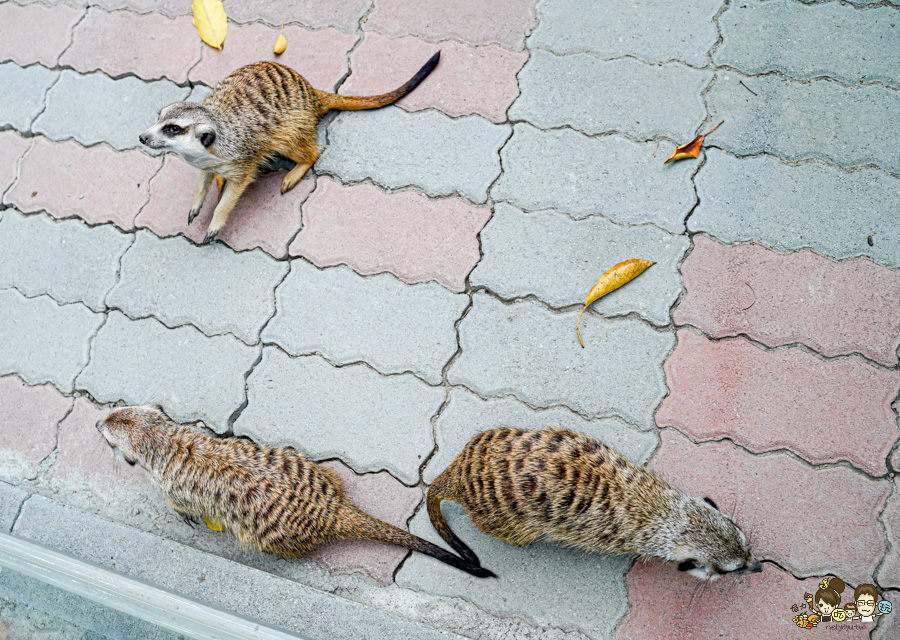 天使 惡魔寵物互動園區 中央公園 高雄親子景點 天使與惡魔寵物互動園區 高雄旅遊 親子旅遊 動物互動 網美打卡 高雄好去處 療癒系景點 親子體驗