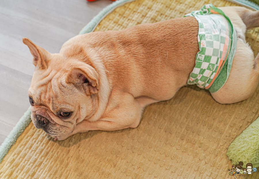 天使 惡魔寵物互動園區 中央公園 高雄親子景點 天使與惡魔寵物互動園區 高雄旅遊 親子旅遊 動物互動 網美打卡 高雄好去處 療癒系景點 親子體驗