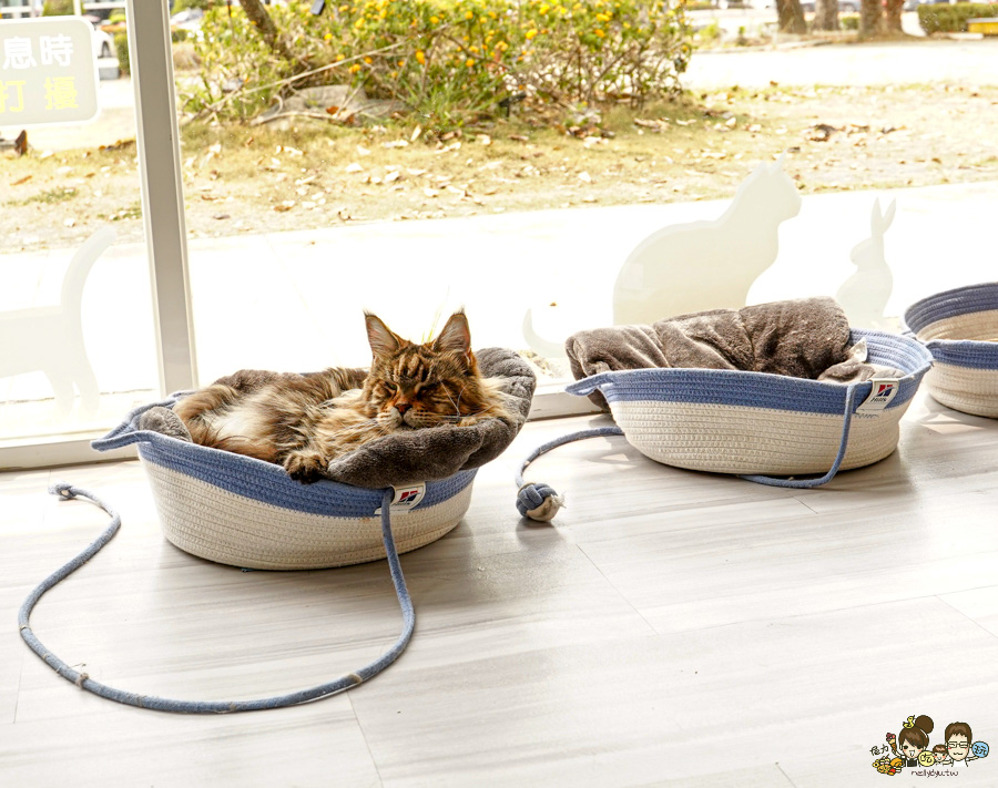 天使 惡魔寵物互動園區 中央公園 高雄親子景點 天使與惡魔寵物互動園區 高雄旅遊 親子旅遊 動物互動 網美打卡 高雄好去處 療癒系景點 親子體驗